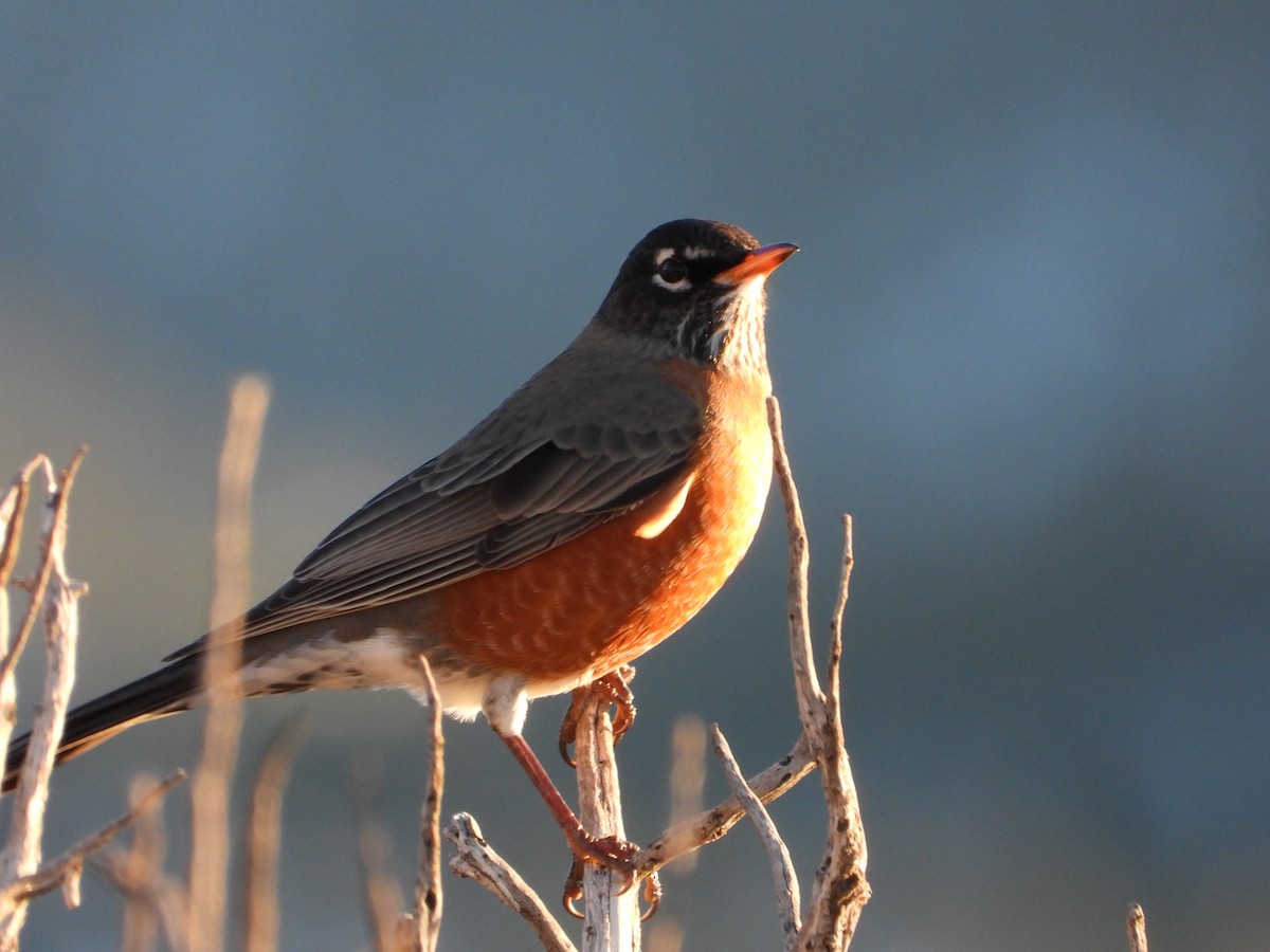 Странствующий дрозд - ML646424467