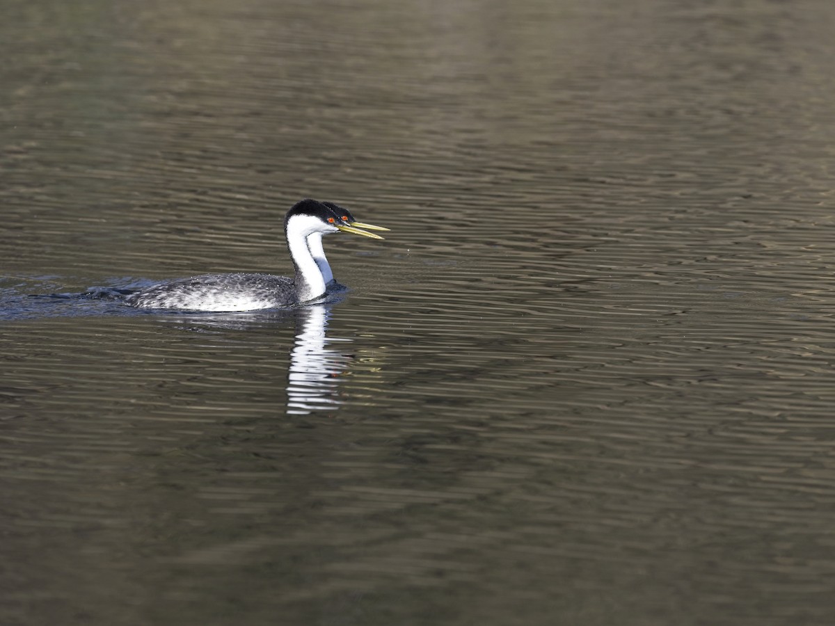 Western Grebe - ML646424468