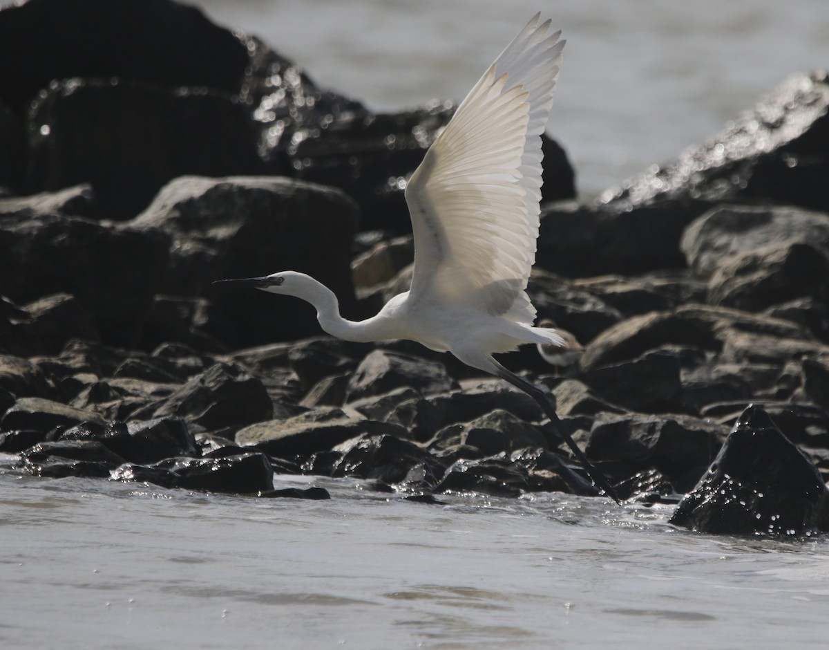 Reddish Egret - ML646424469