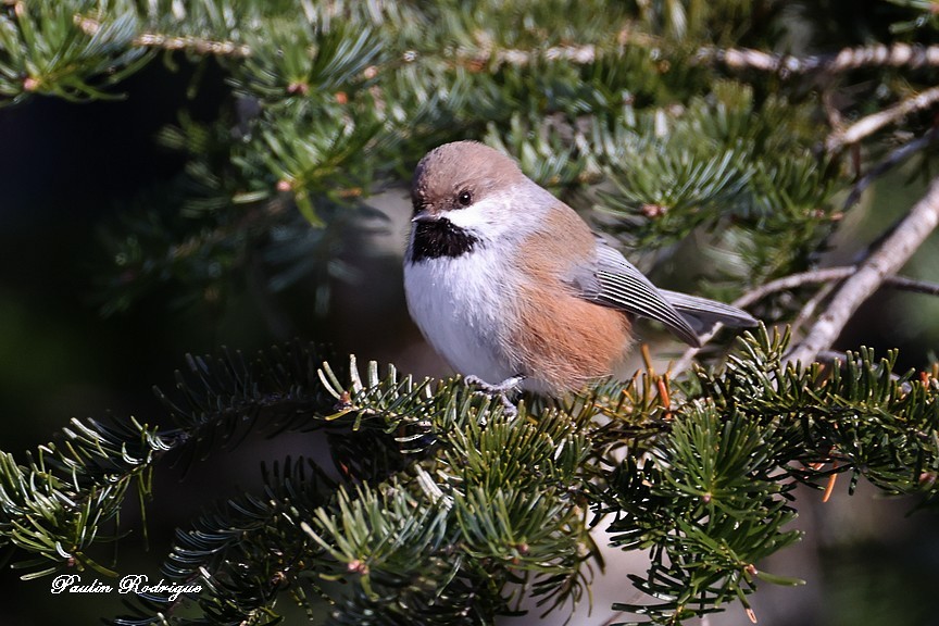 Boreal Chickadee - ML646424470