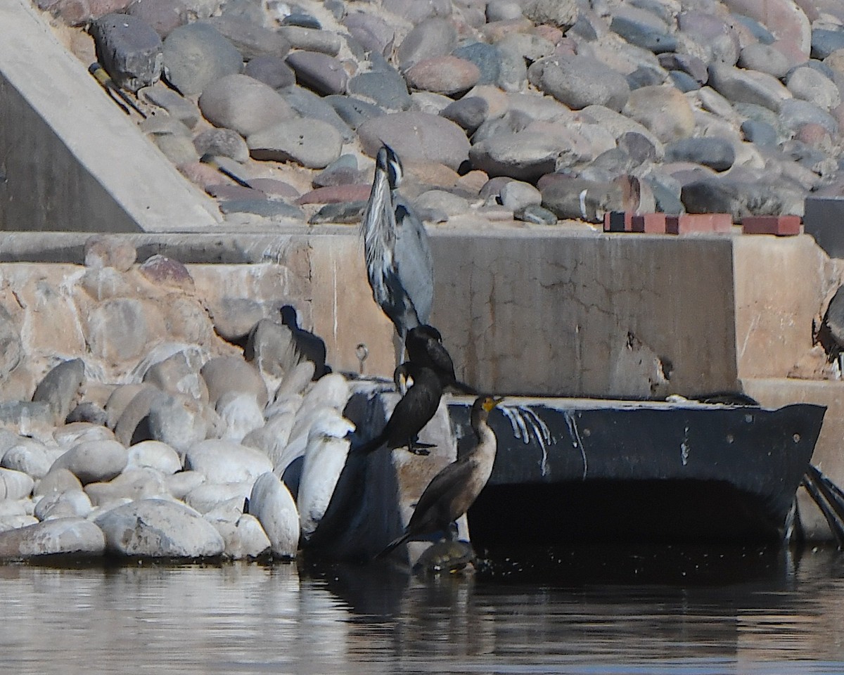 Great Blue Heron - ML646424471