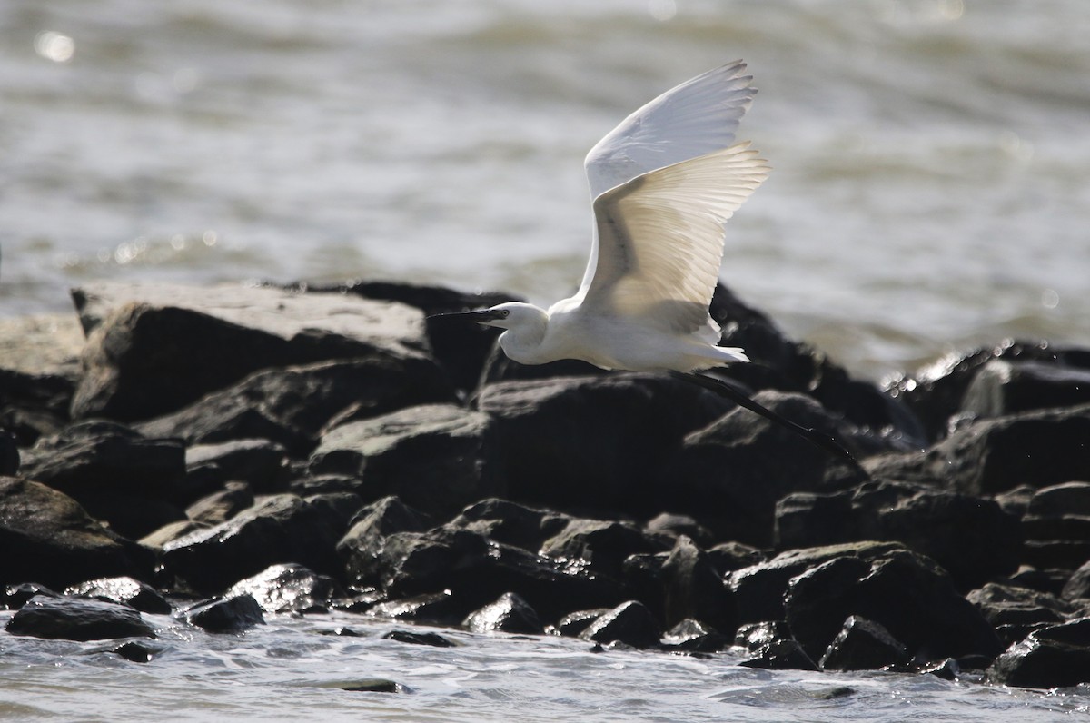 Рыжеватая цапля - ML646424472