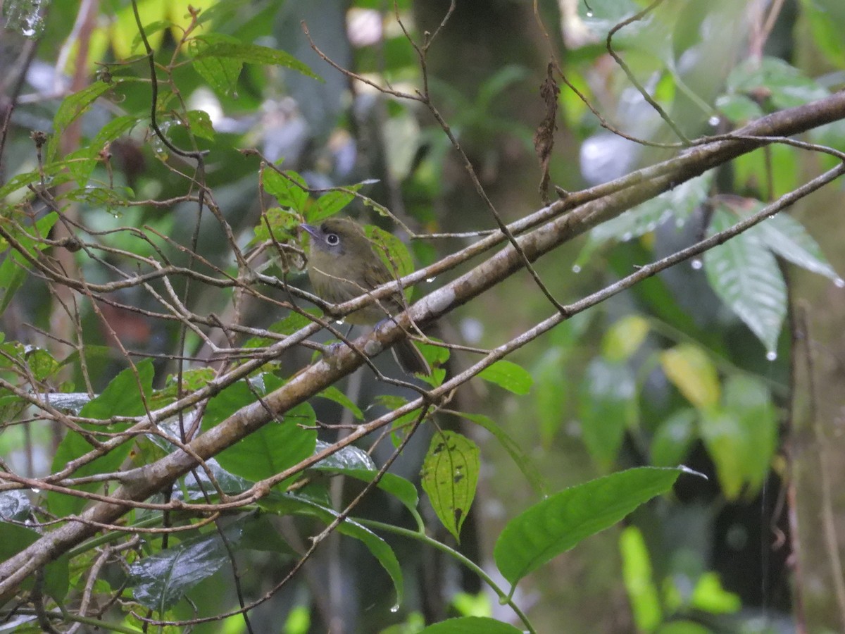 Очковый мухоед - ML646424473