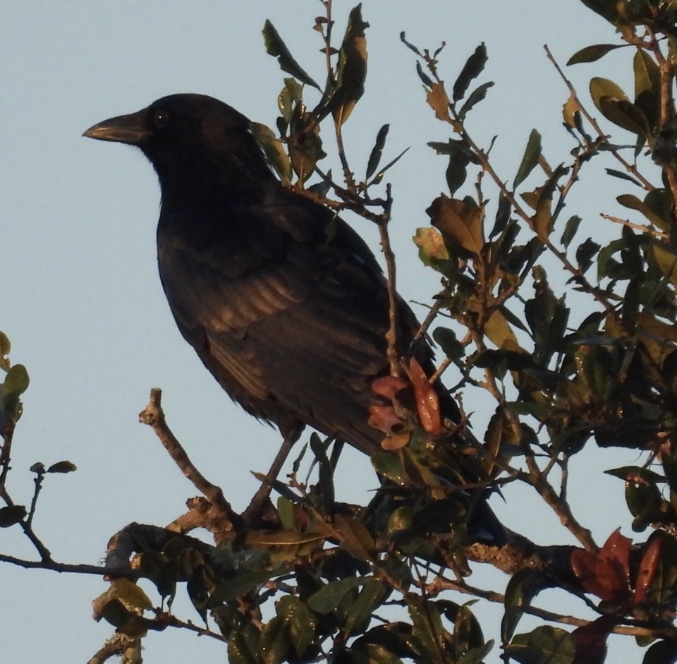 Американская ворона - ML646424474