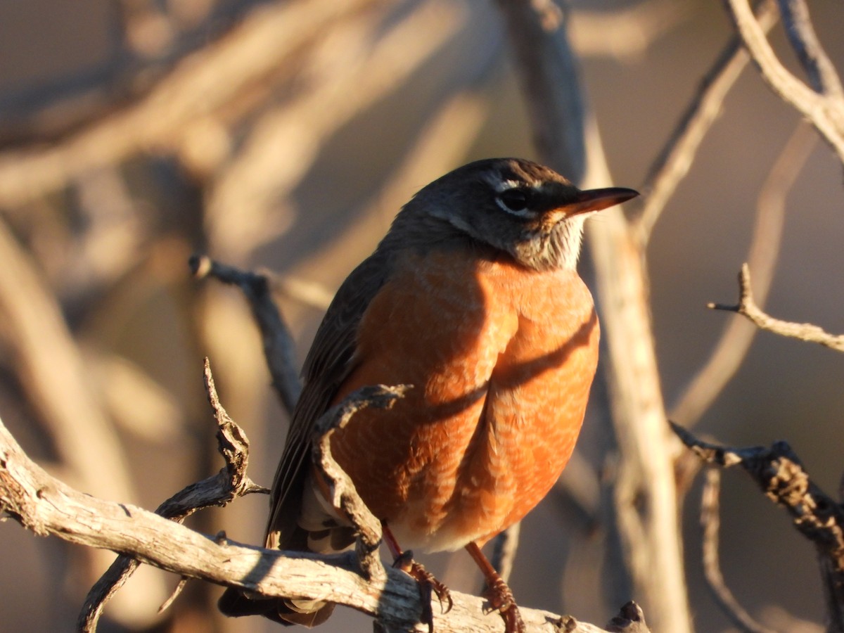 Странствующий дрозд - ML646424475