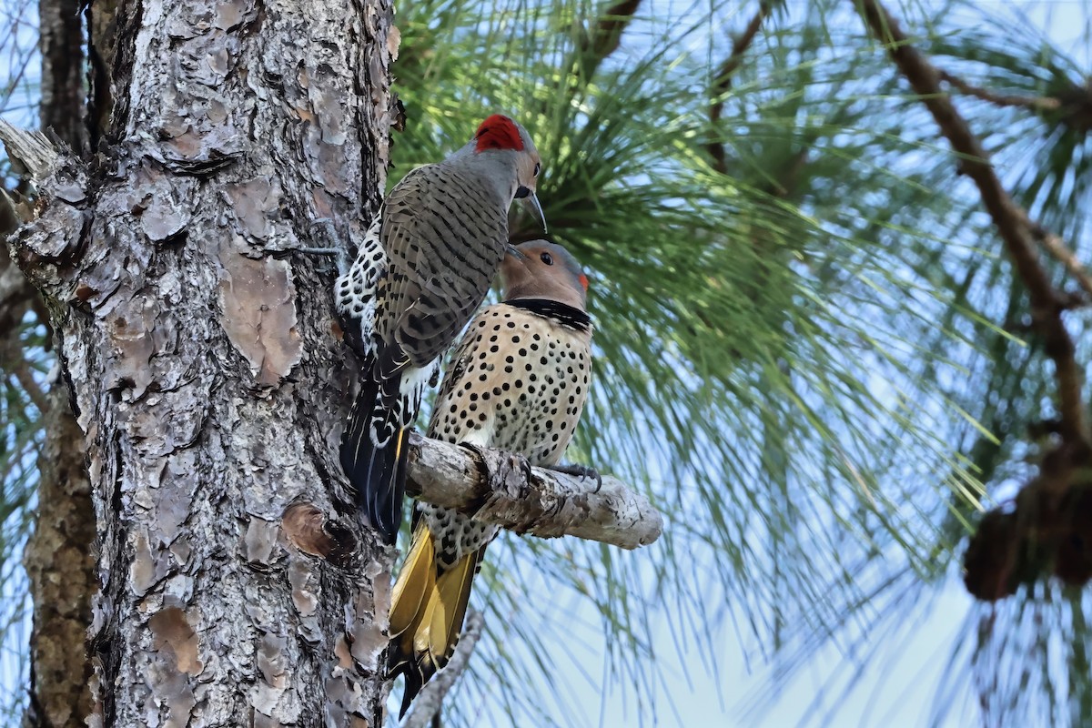 Шилоклювый дятел (auratus/luteus) - ML646424476