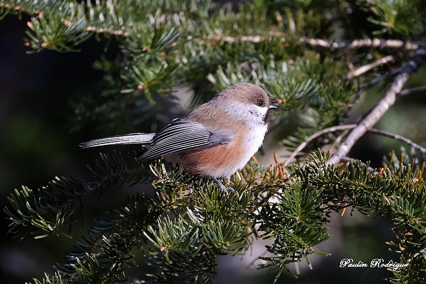 Гудзонская гаичка - ML646424477