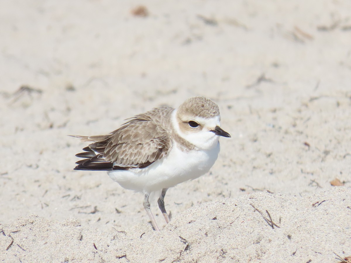 Snowy Plover - ML646424478