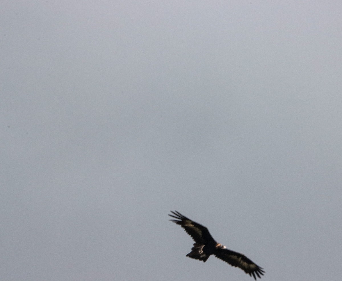 Клинохвостый орёл - ML646424479