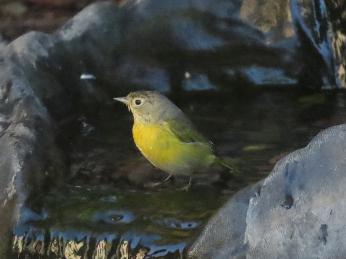 Nashville Warbler - ML646424480