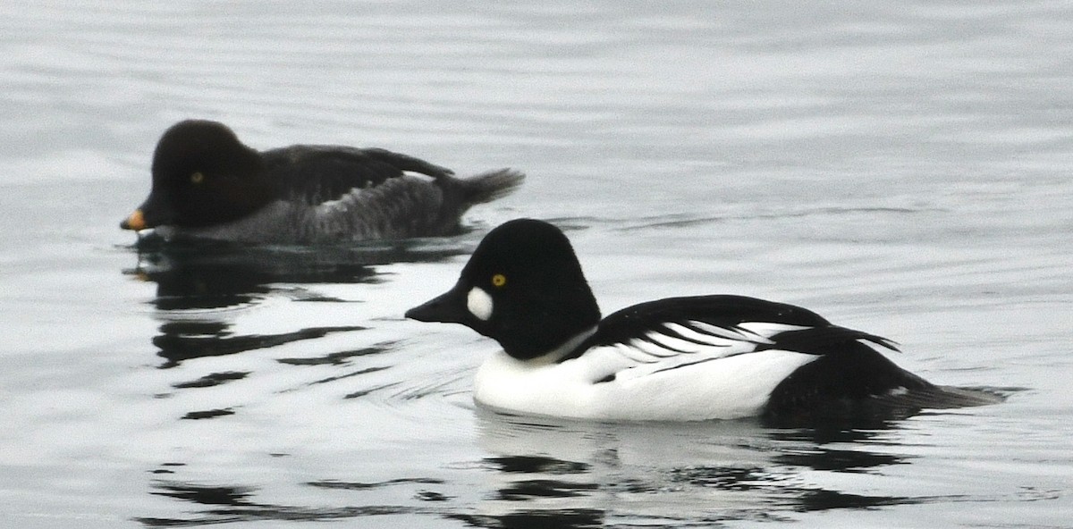 Гоголь - ML646424481