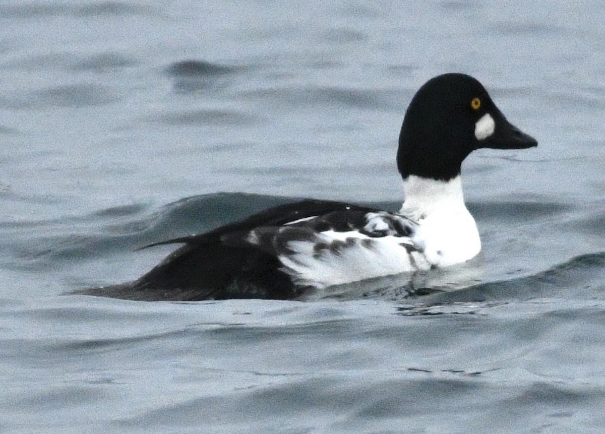 Гоголь - ML646424482