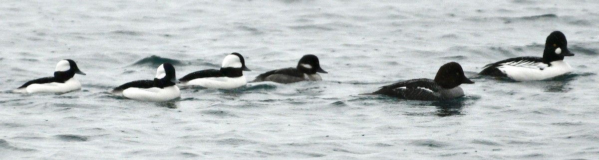 Гоголь - ML646424483