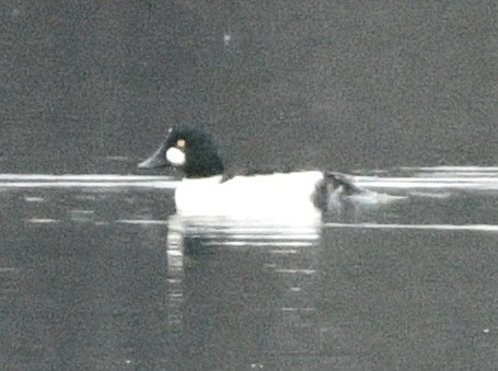 Гоголь - ML646424484