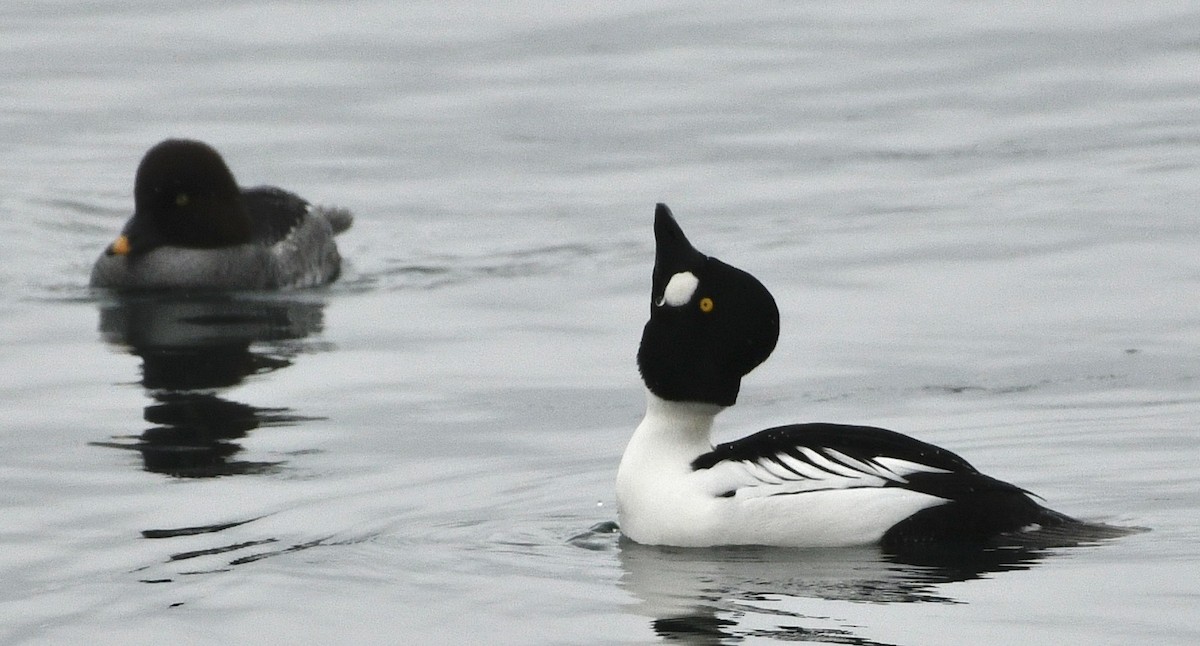 Гоголь - ML646424485