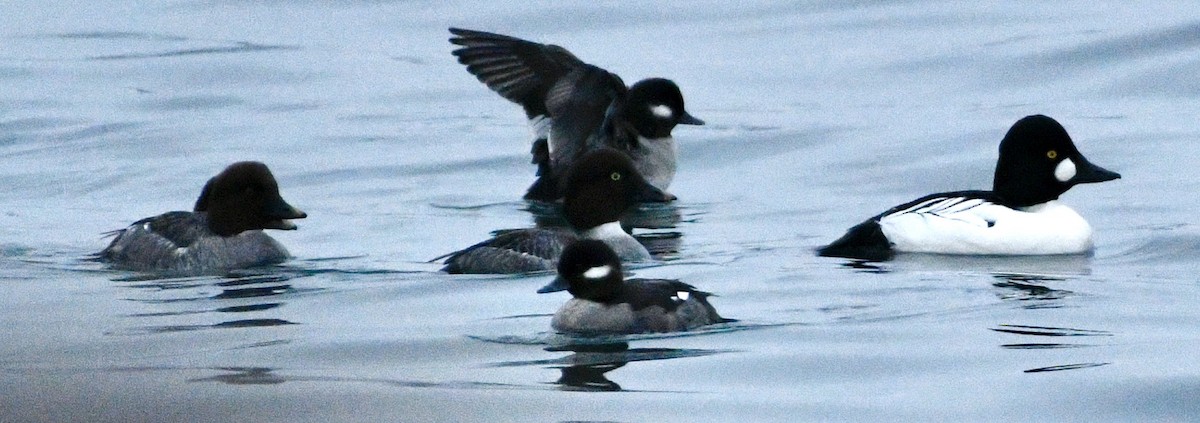 Гоголь - ML646424486