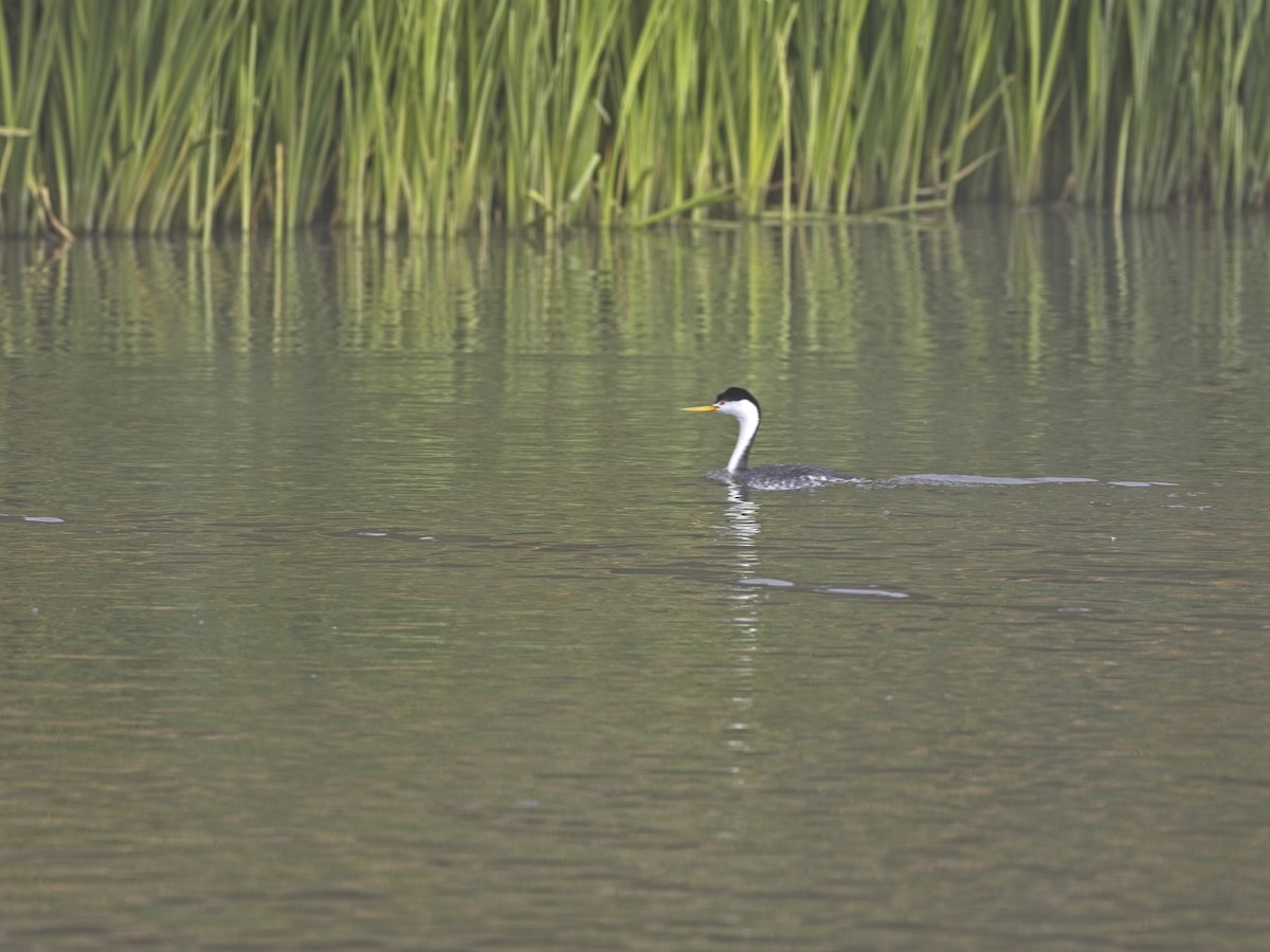 Желтоклювая поганка - ML646424487