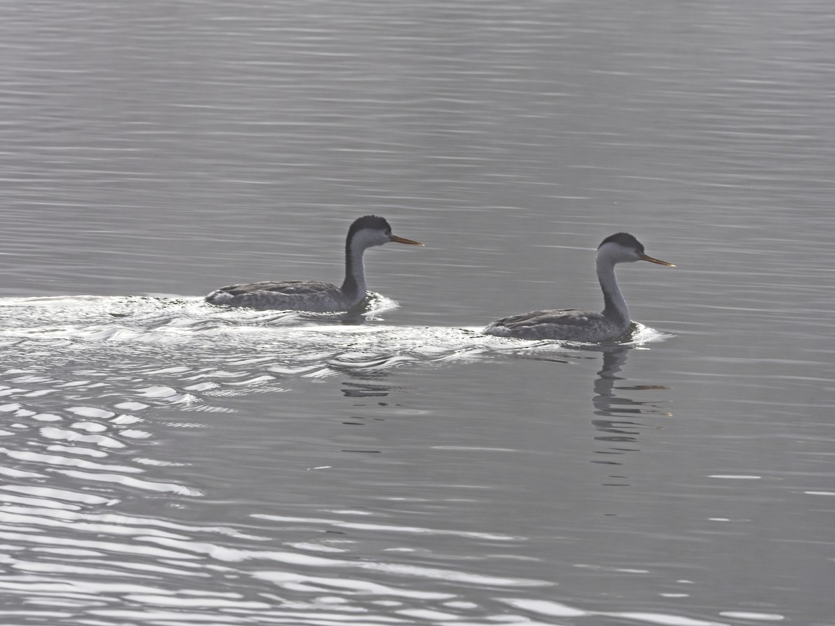 Желтоклювая поганка - ML646424488