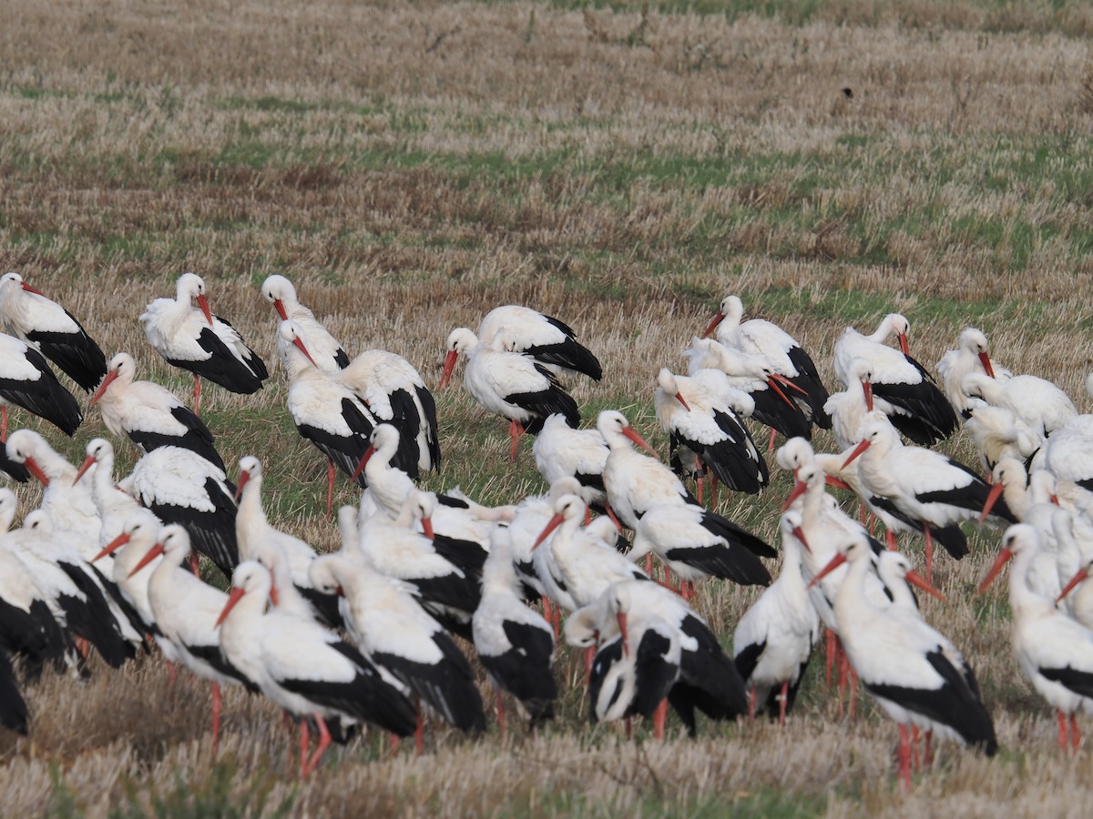 Белый аист - ML646424489