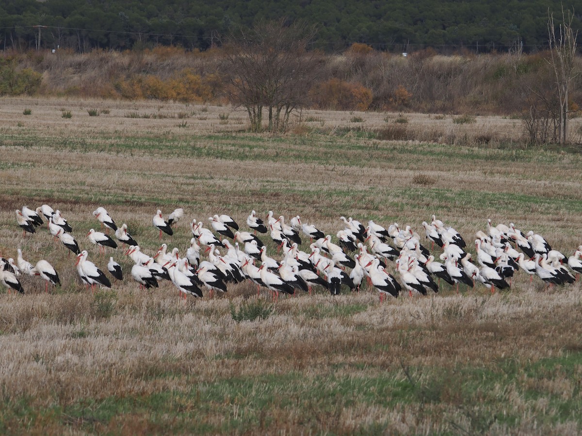 Белый аист - ML646424490