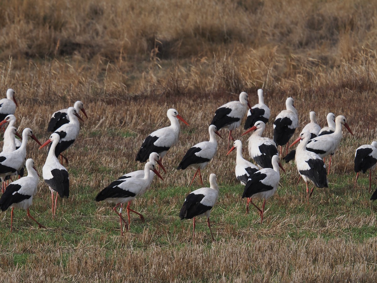 Белый аист - ML646424491