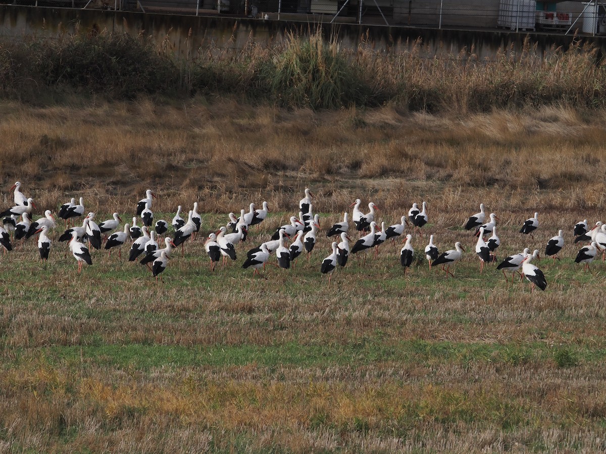 Белый аист - ML646424492