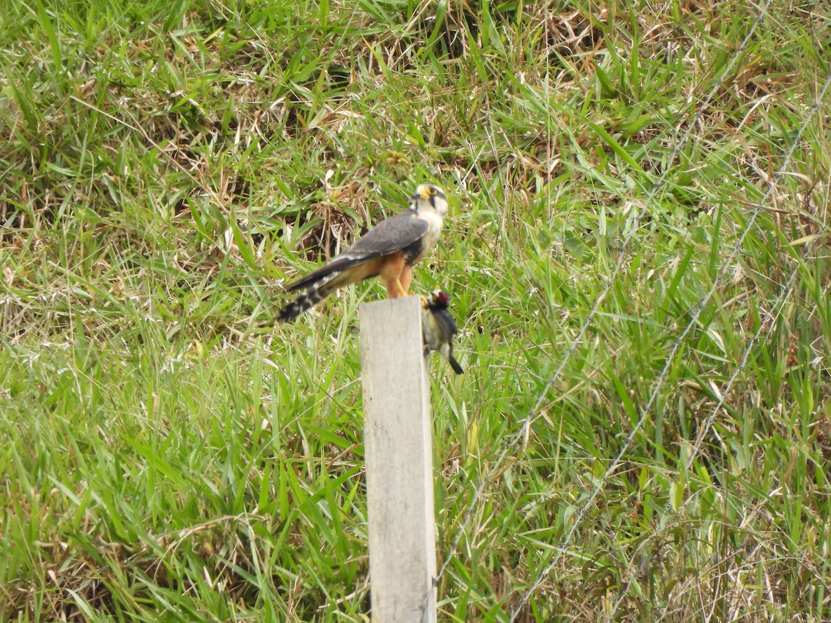 Апломадо - ML646424493