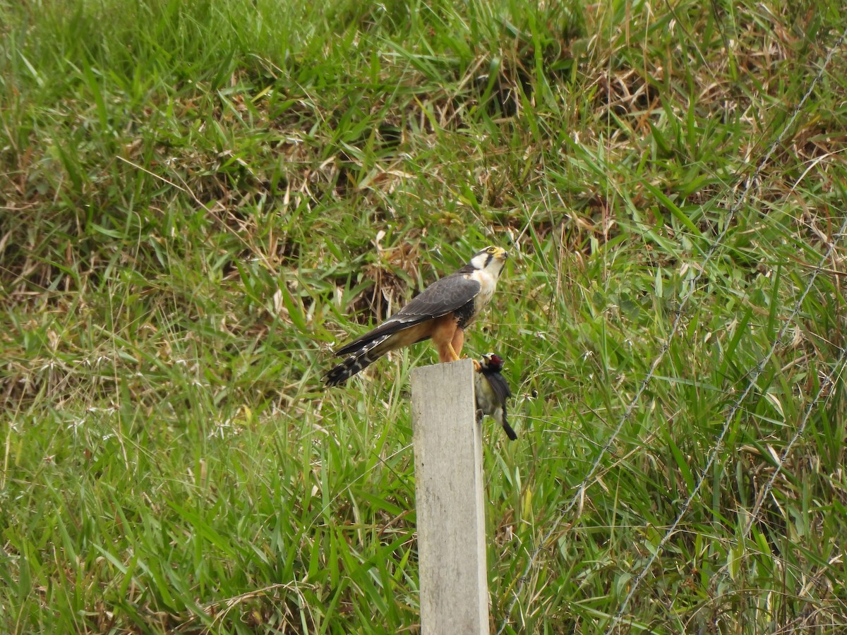 Апломадо - ML646424494