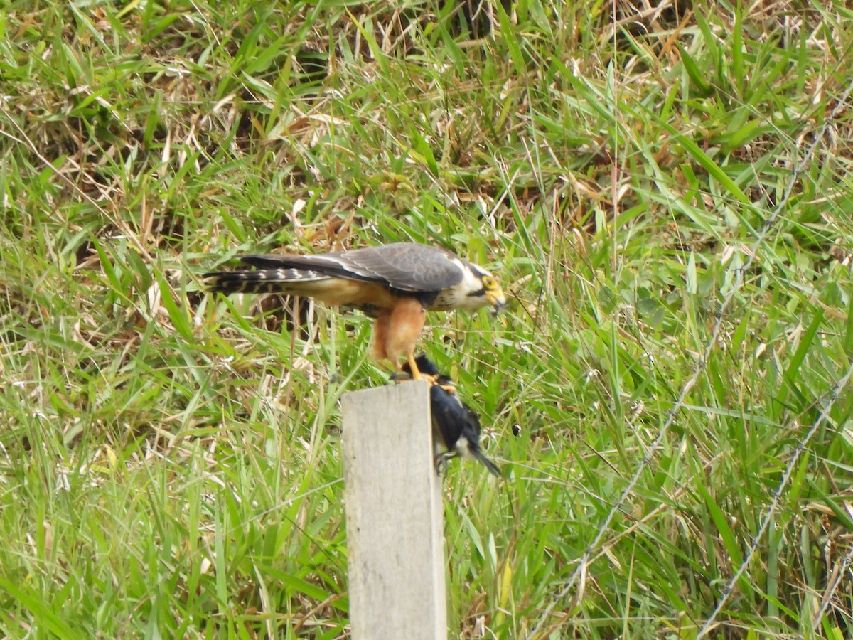 Апломадо - ML646424495