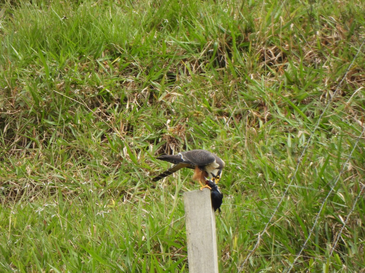 Апломадо - ML646424496