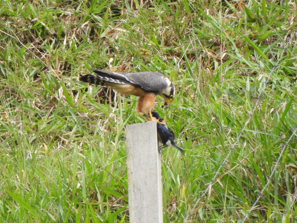 Апломадо - ML646424497