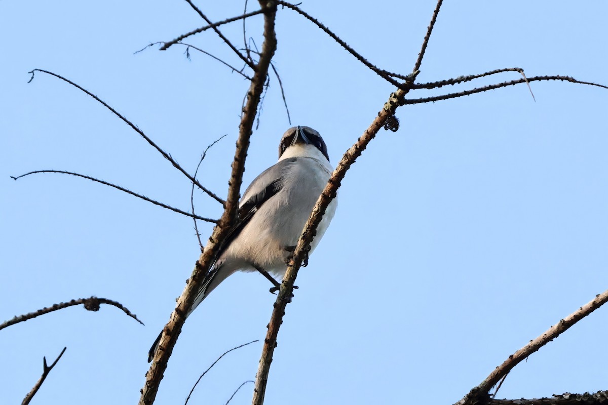 Американский сорокопут - ML646424499