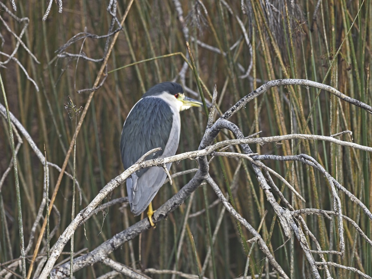 Кваква - ML646424503