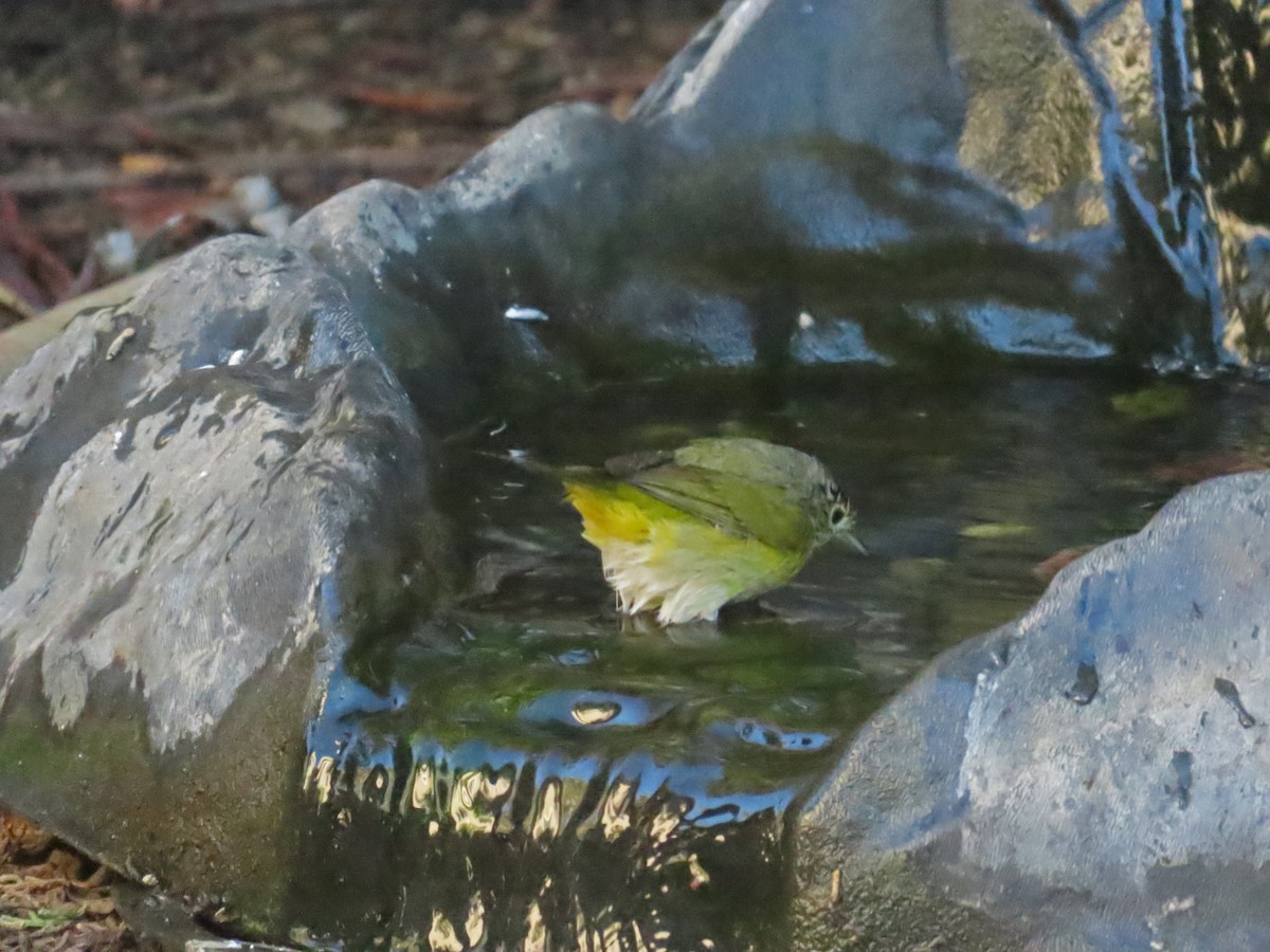 Nashville Warbler - ML646424504