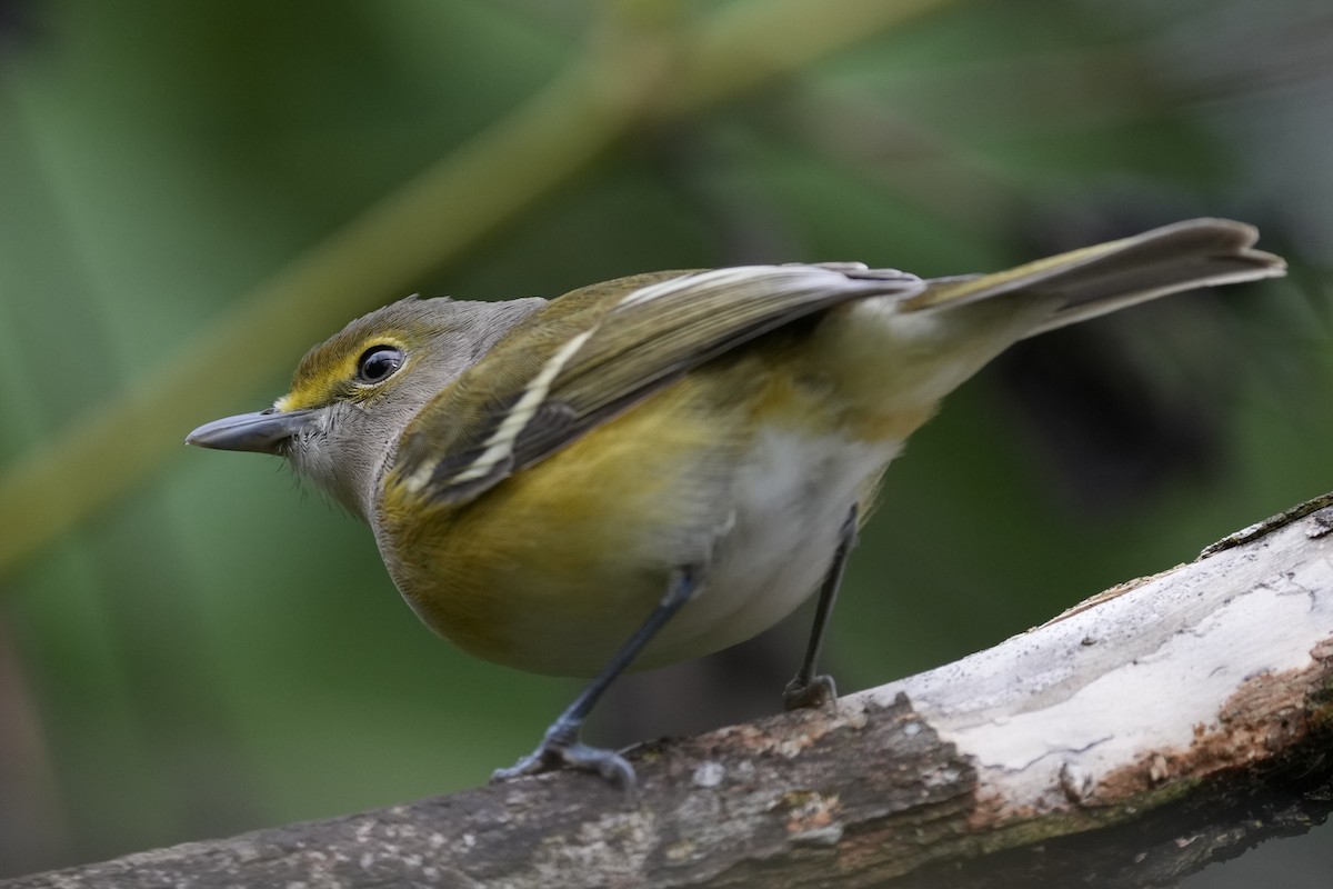 Белоглазый виреон - ML646424506