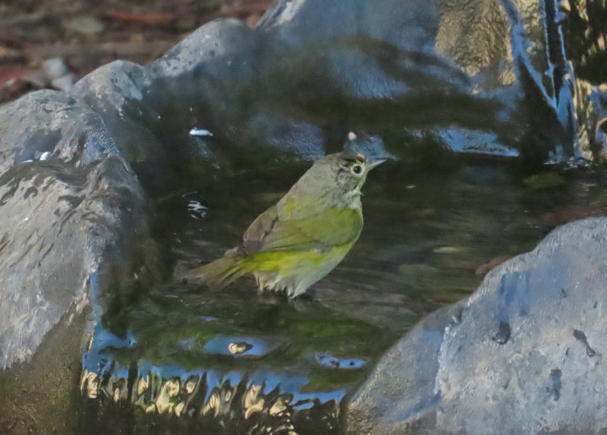 Nashville Warbler - ML646424507