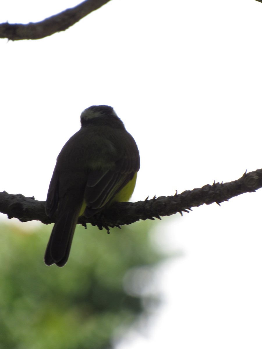 Social Flycatcher - ML646424509