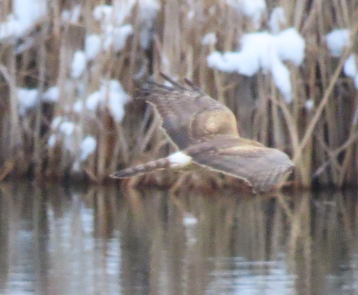 Американский лунь - ML646424510