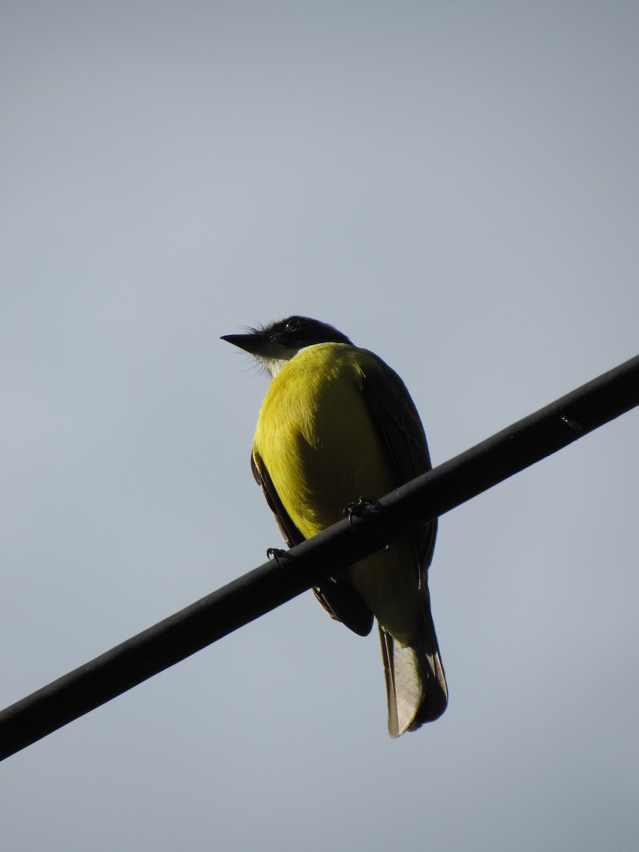 Social Flycatcher - ML646424511