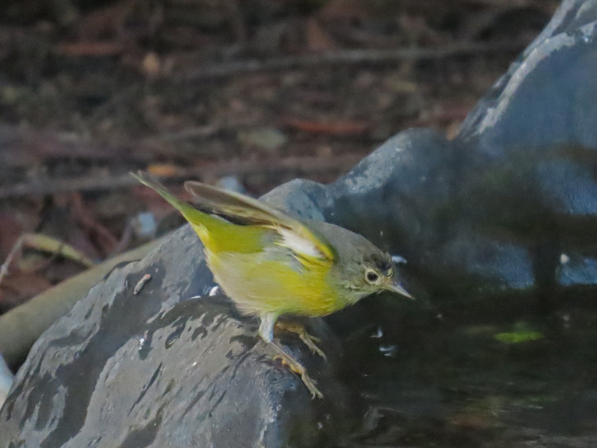 Nashville Warbler - ML646424512