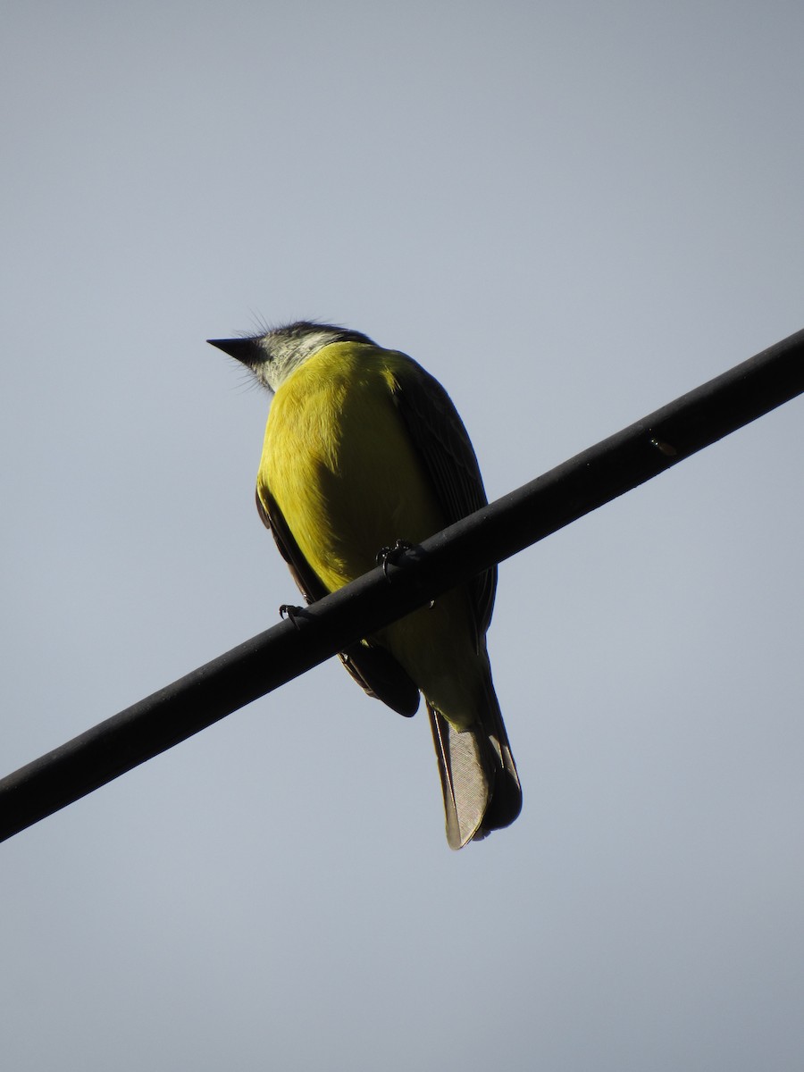 Social Flycatcher - ML646424513