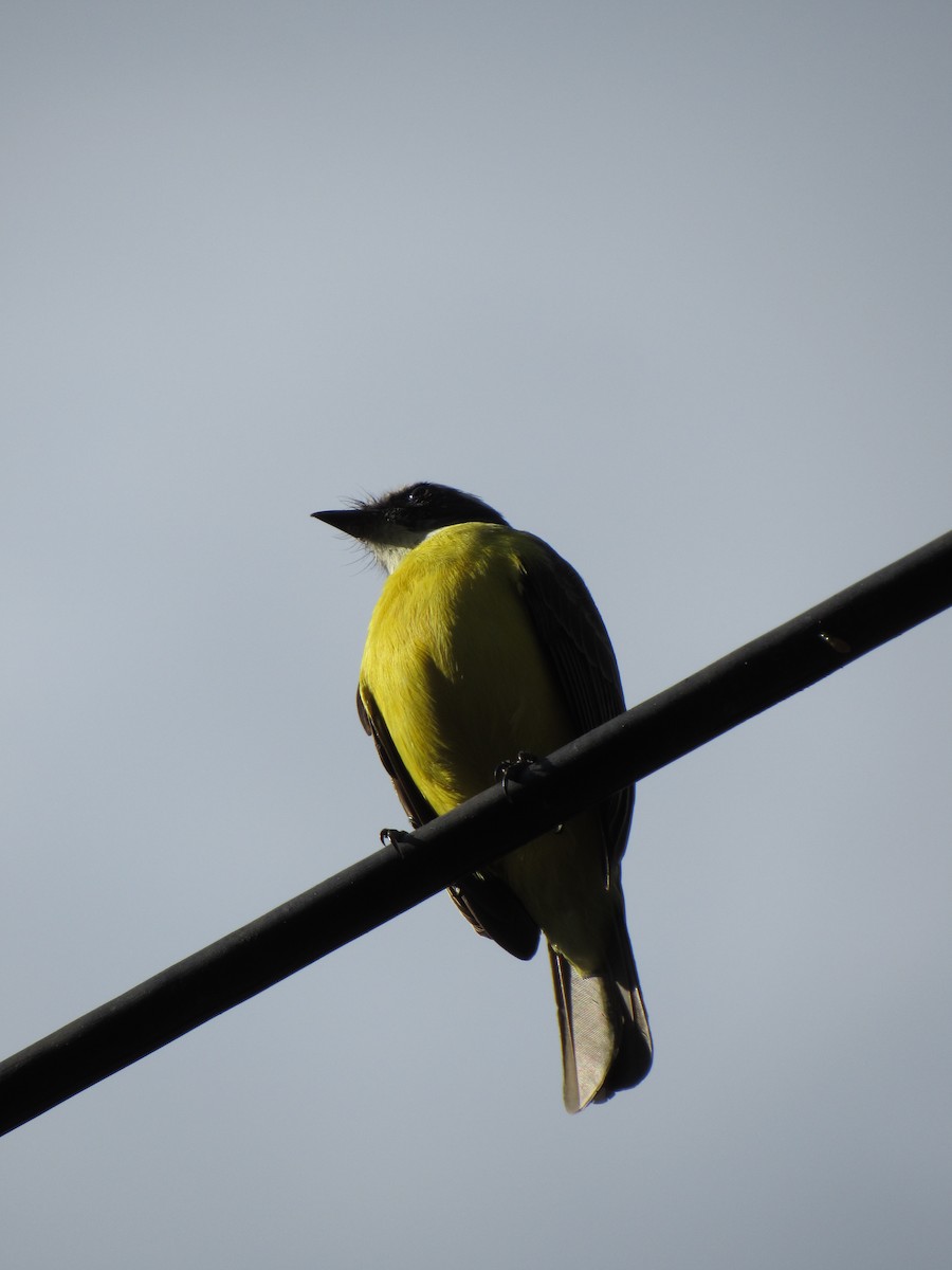 Social Flycatcher - ML646424514
