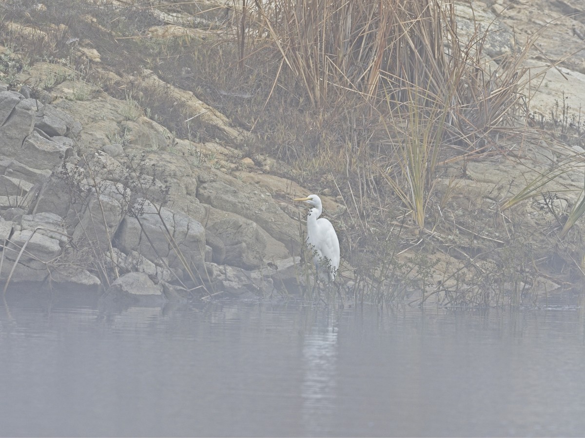 Garceta Grande - ML646424515