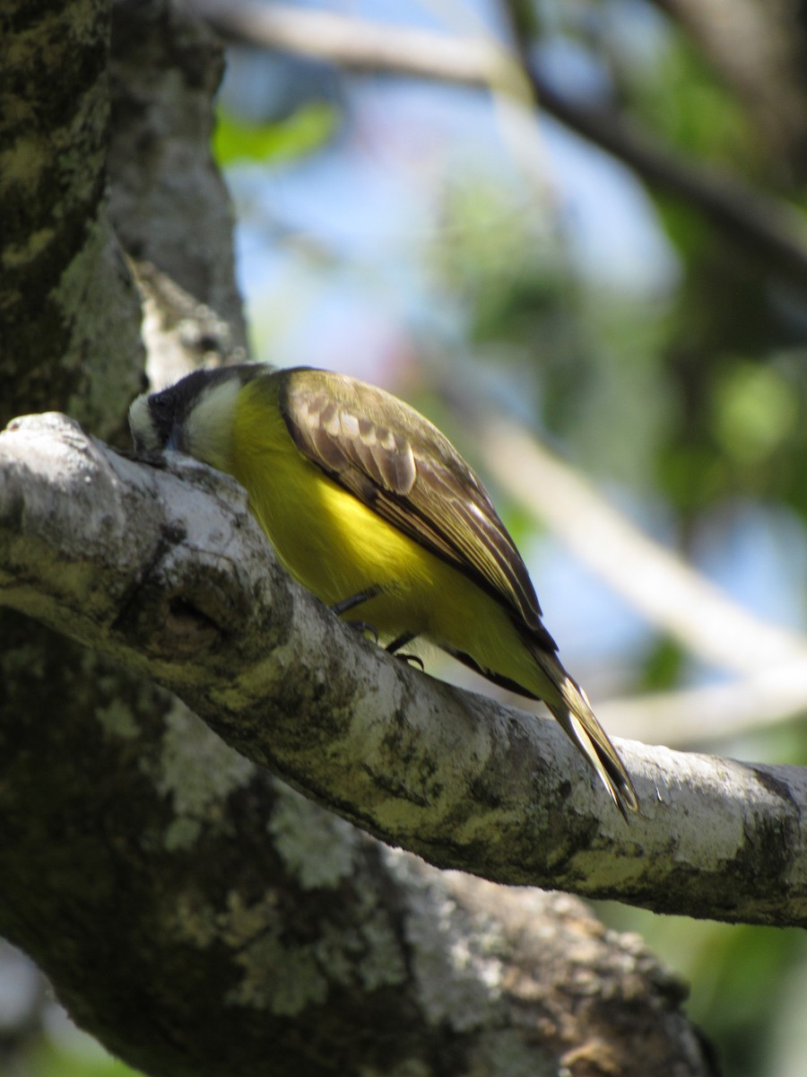 Social Flycatcher - ML646424516