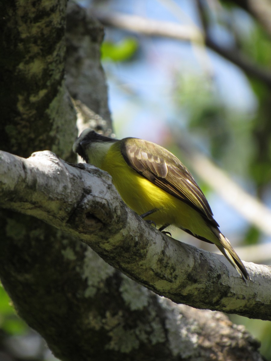 Social Flycatcher - ML646424517