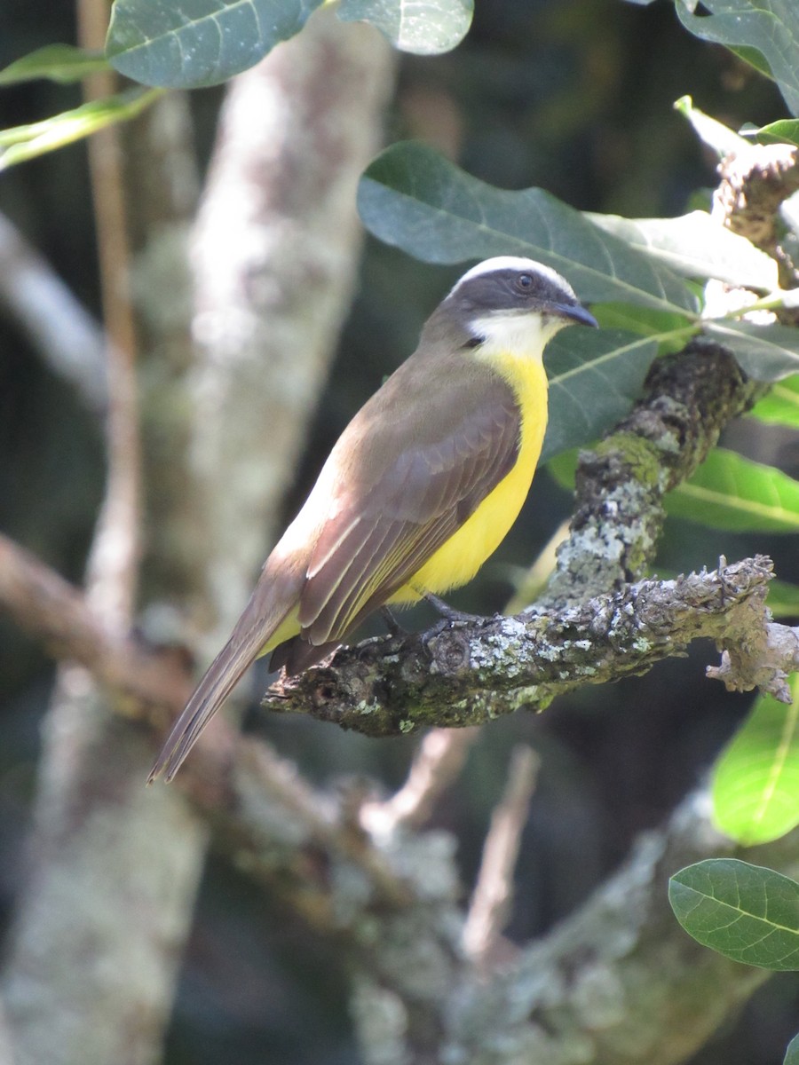 Social Flycatcher - ML646424519