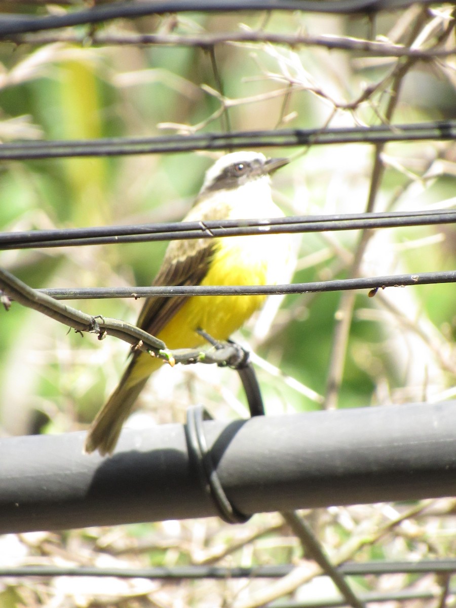 Social Flycatcher - ML646424520