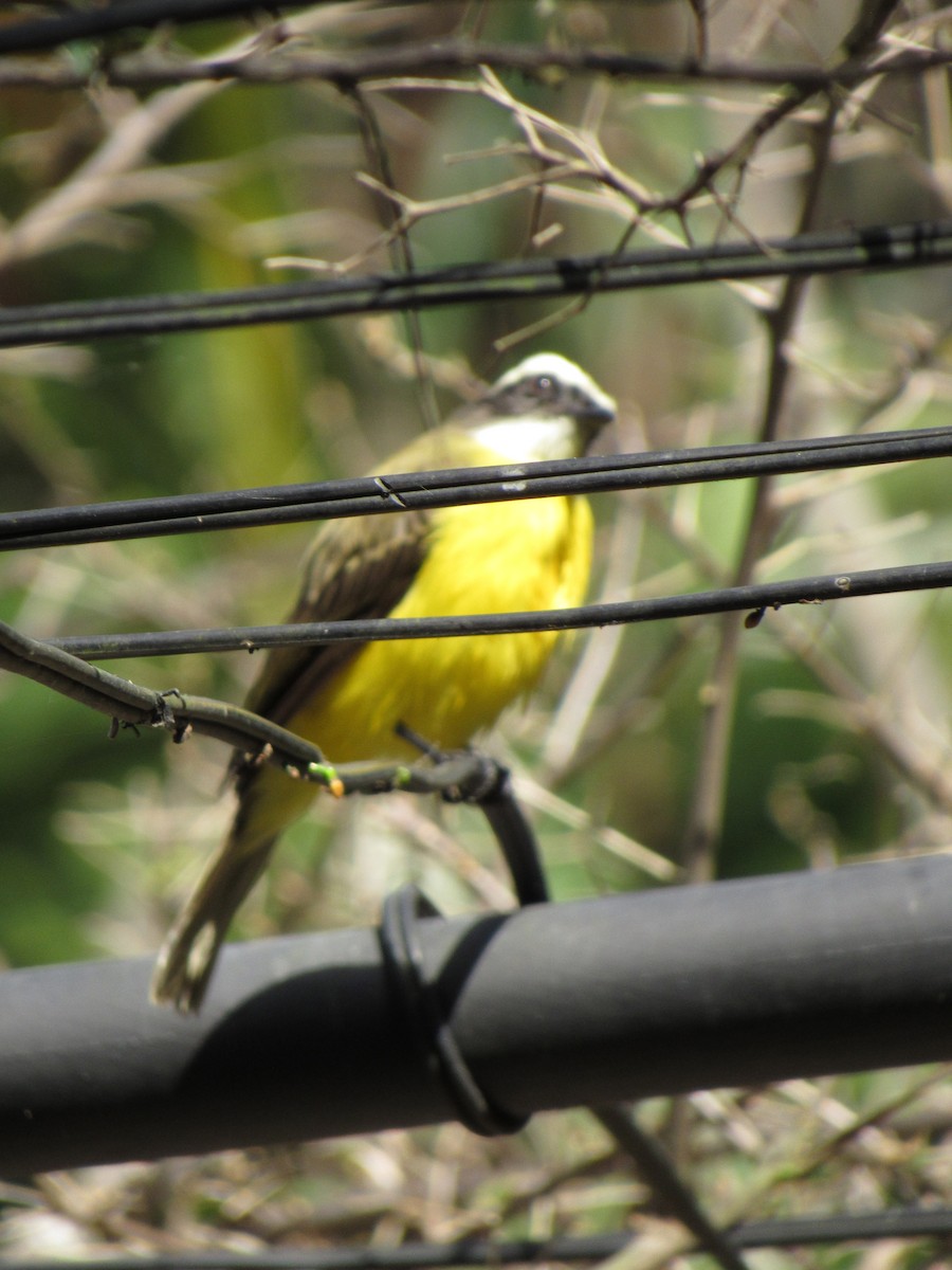 Social Flycatcher - ML646424521