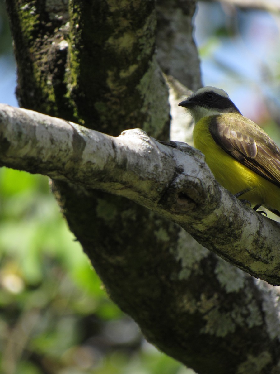 Social Flycatcher - ML646424522