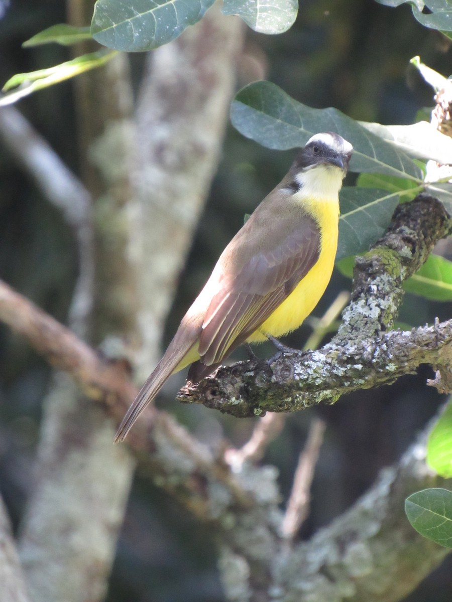 Social Flycatcher - ML646424523